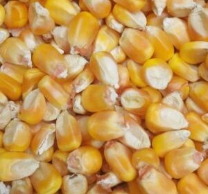 Yellow Maize