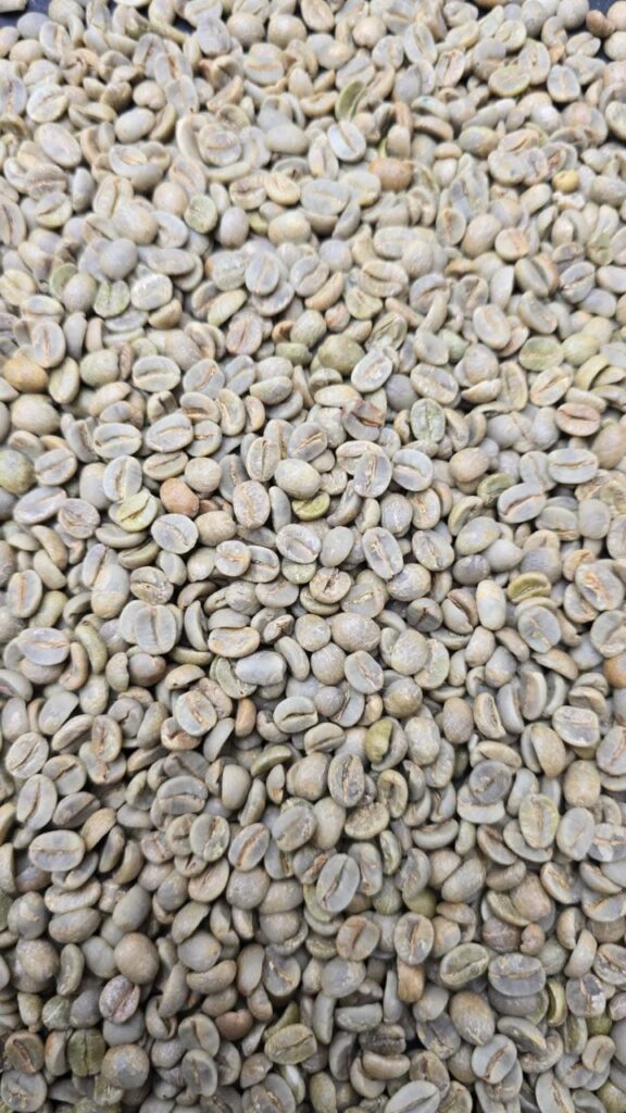 arabica coffee beans for sale