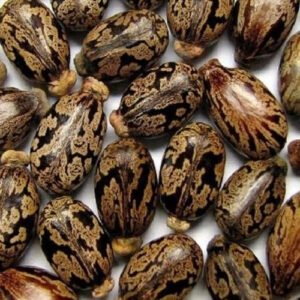 castor seed exporter