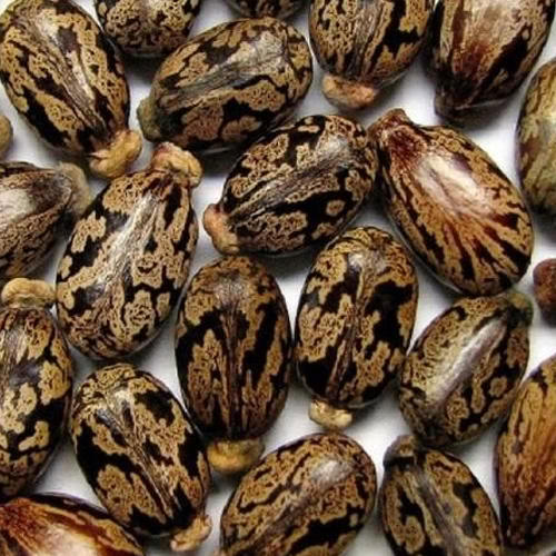 castor seed exporter