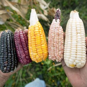 White Corn/Yellow Maize / Black maize
