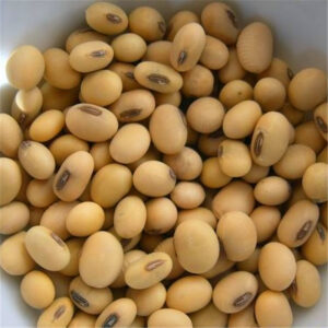Soya Beans