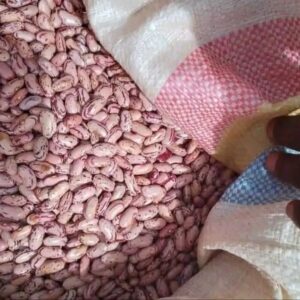 pinto beans