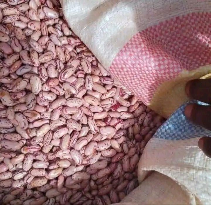 pinto beans