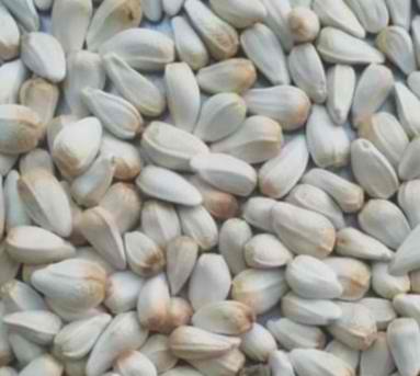 sunflower seeds for sale