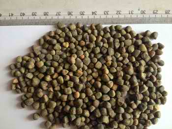 vetch-seeds