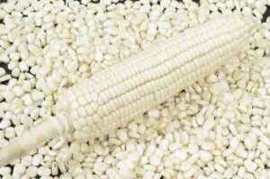white maize exporter