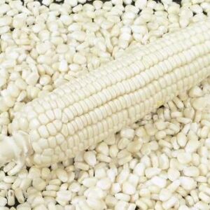 white maize exporter