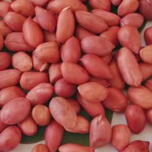 exporter of peanut